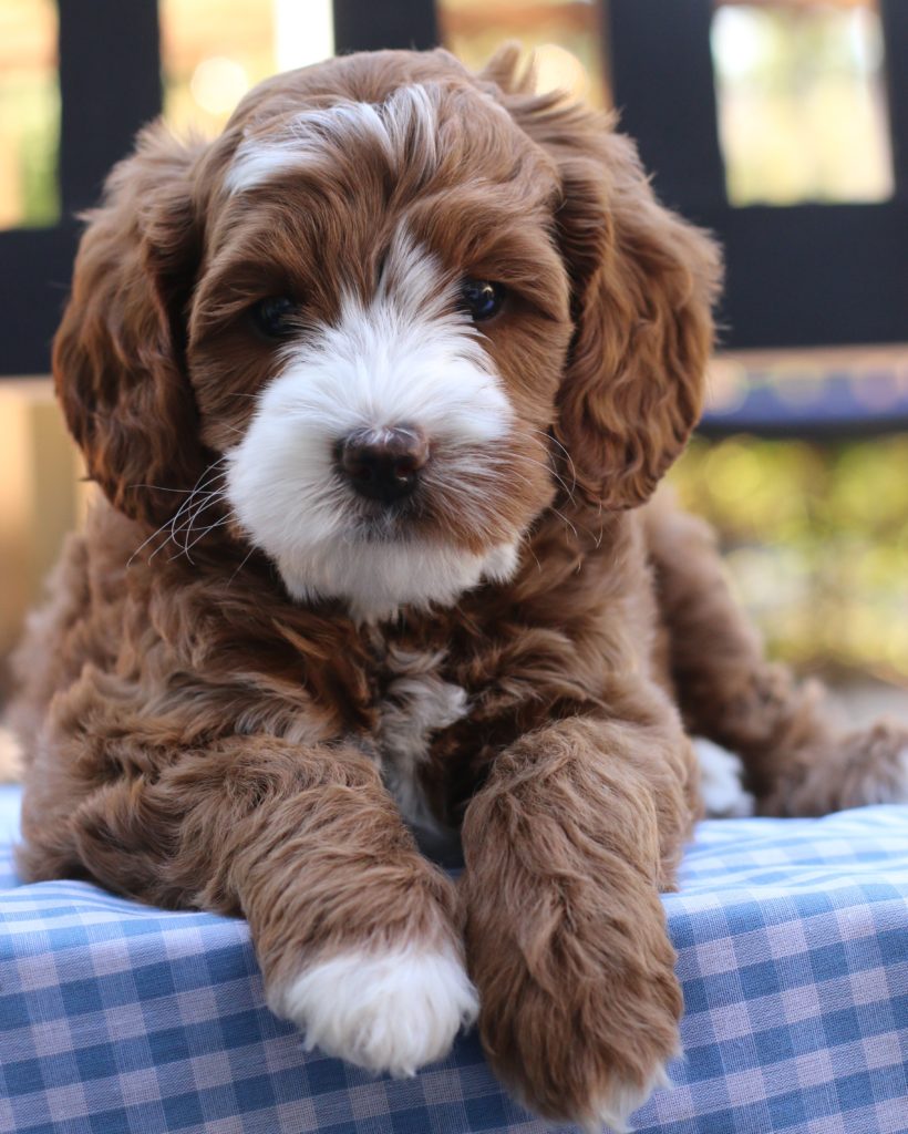 australian-labradoodle-puppies-from-mountain-park-labradoodles